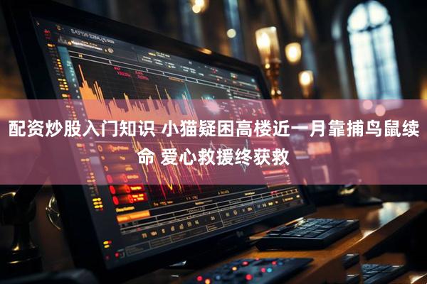 配资炒股入门知识 小猫疑困高楼近一月靠捕鸟鼠续命 爱心救援终获救